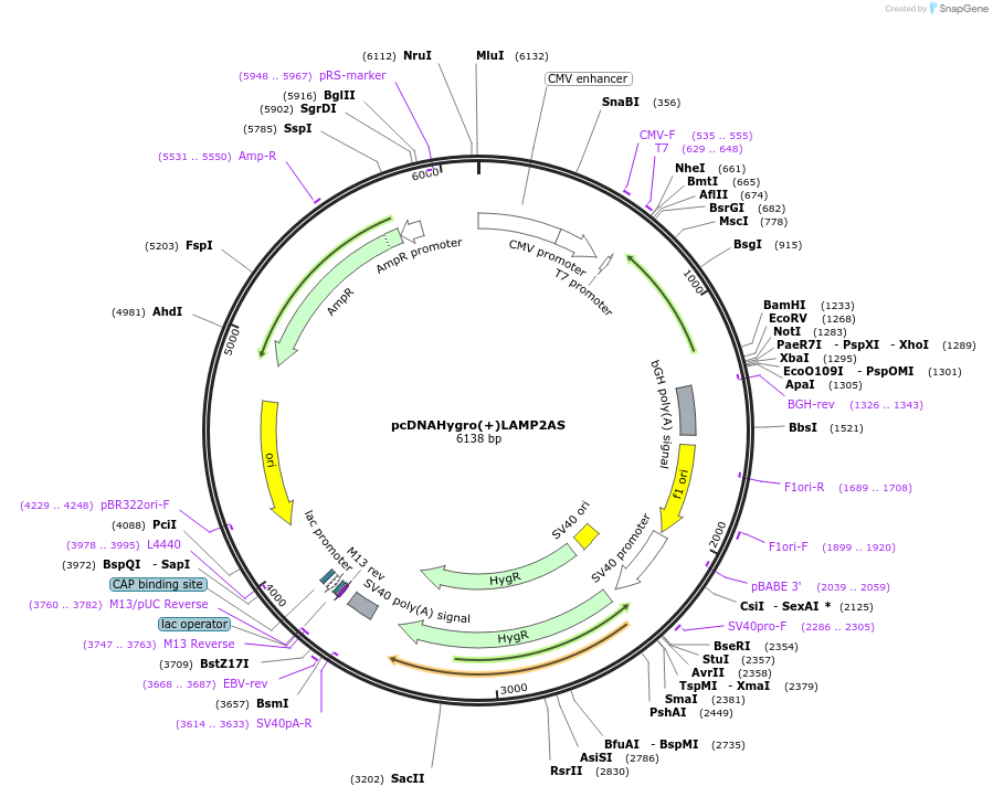 86146-plasmid-map-sequence-id-177160
