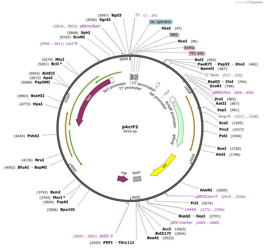 89234-plasmid-map-sequence-id-177169