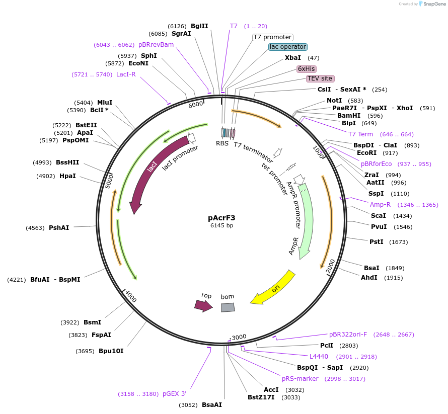 89246-plasmid-map-sequence-id-177170