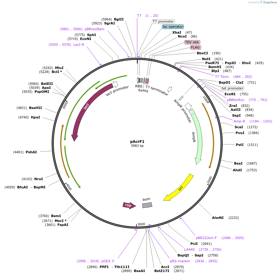 89233-plasmid-map-sequence-id-177171