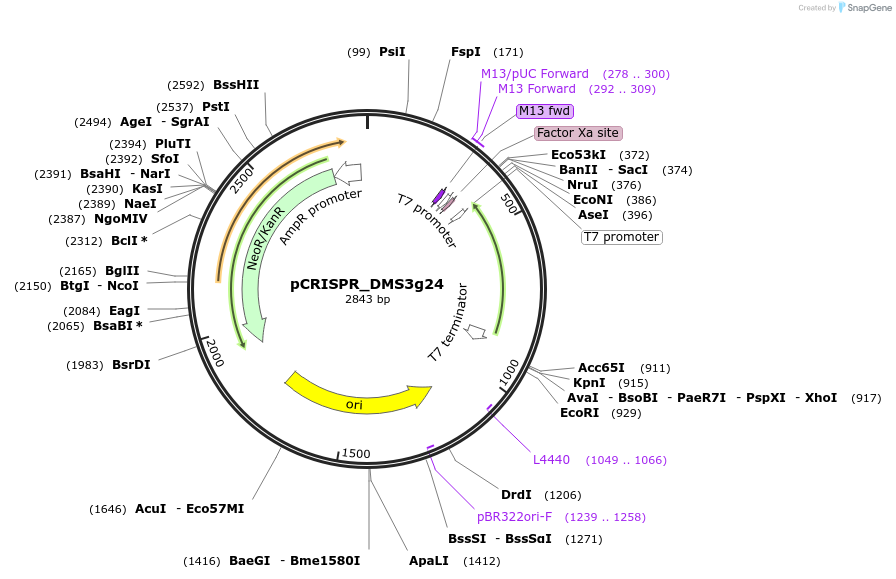 89244-plasmid-map-sequence-id-177173
