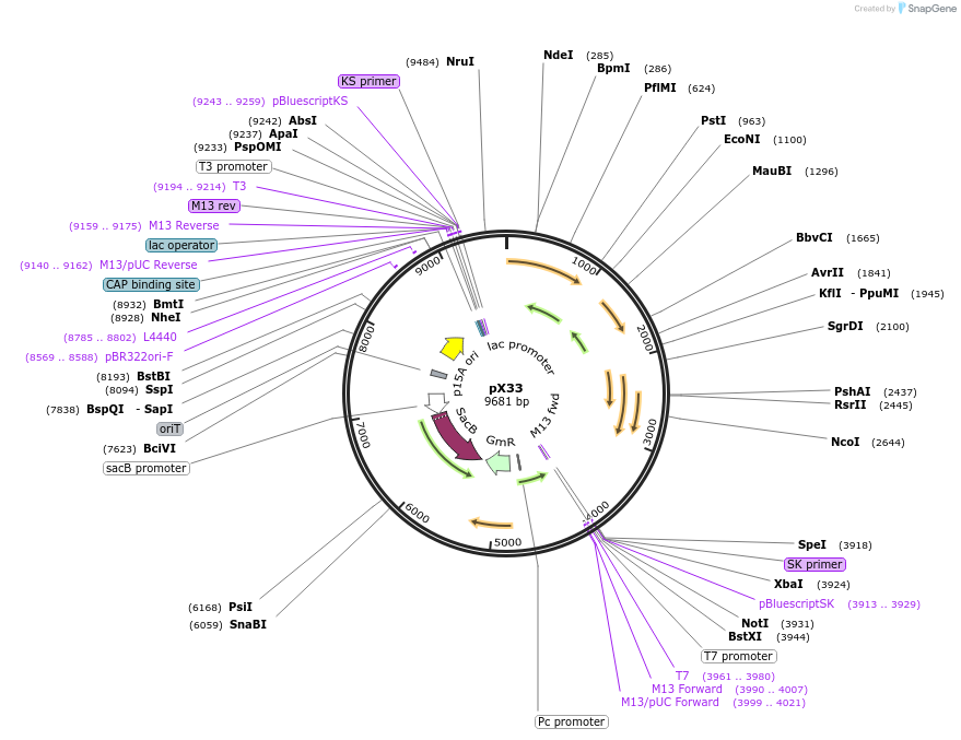 89632-plasmid-map-sequence-id-177174