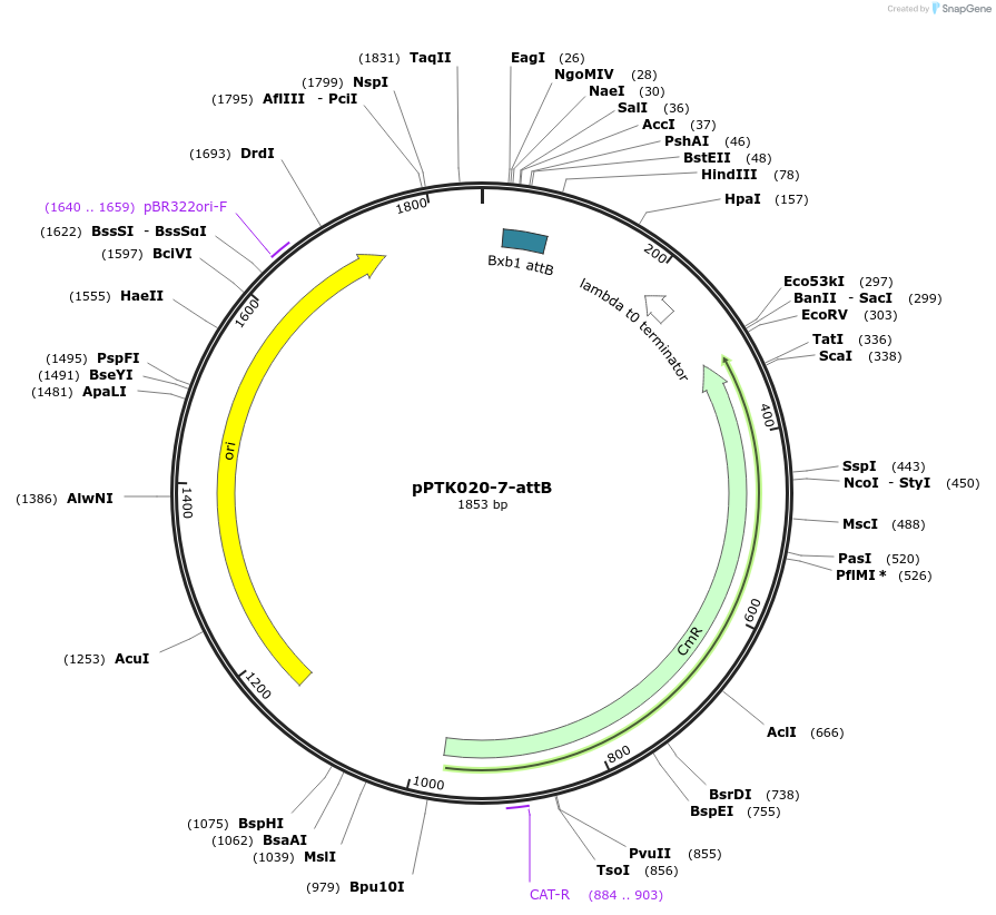 84989-plasmid-map-sequence-id-177178