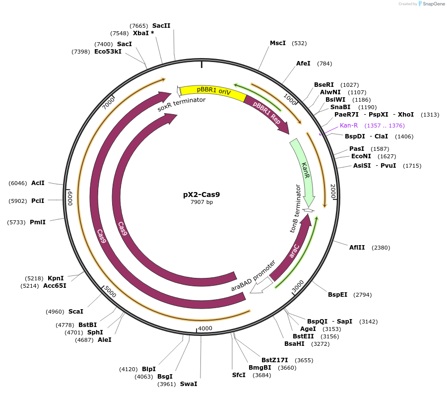 85811-plasmid-map-sequence-id-177180