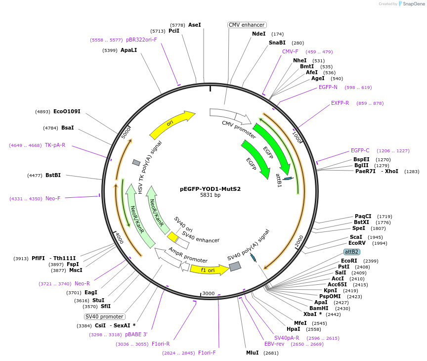 85667-plasmid-map-sequence-id-177181