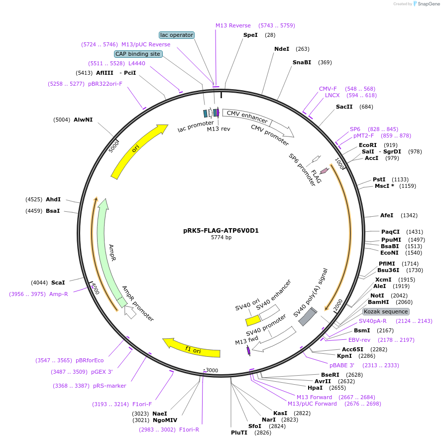 87931-plasmid-map-sequence-id-177200