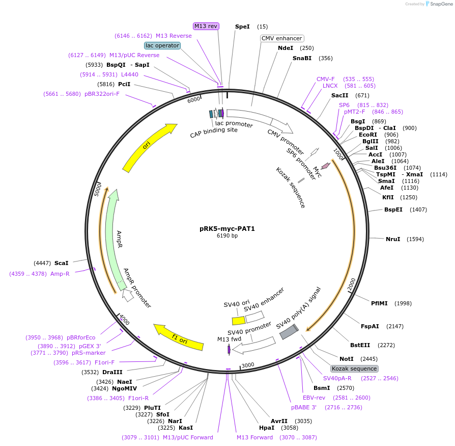 88856-plasmid-map-sequence-id-177201