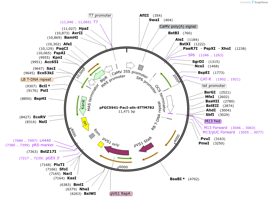 84149-plasmid-map-sequence-id-177205