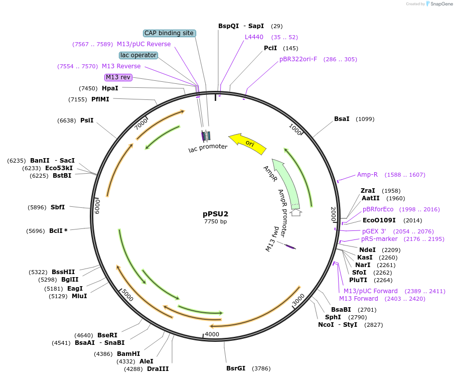 89566-plasmid-map-sequence-id-177206