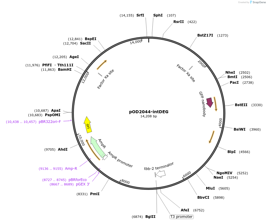 89366-plasmid-map-sequence-id-177231