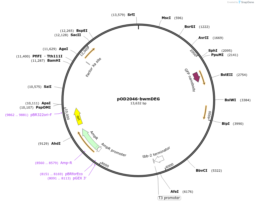 89367-plasmid-map-sequence-id-177233