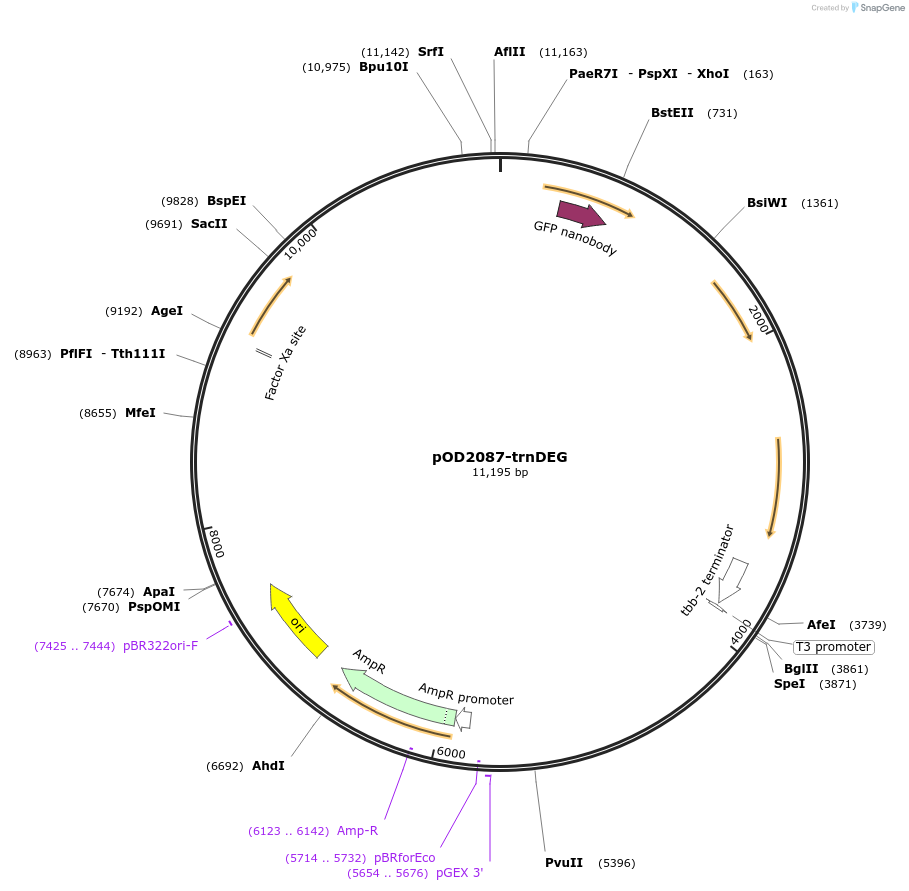 89369-plasmid-map-sequence-id-177235