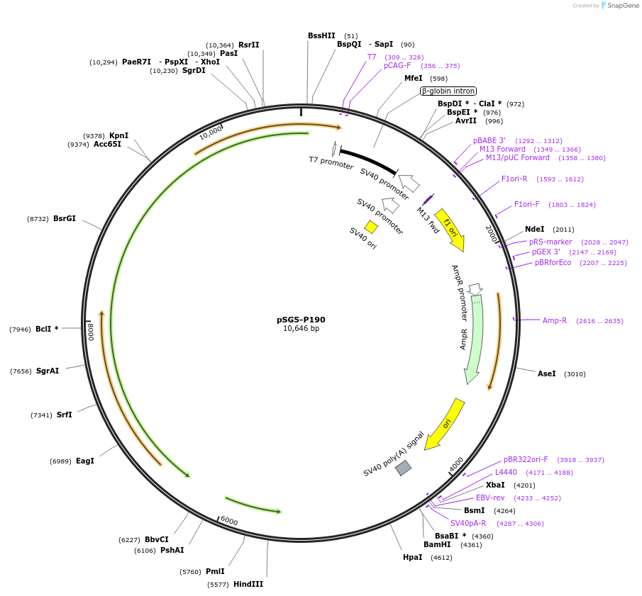 31285-plasmid-map-sequence-id-177236