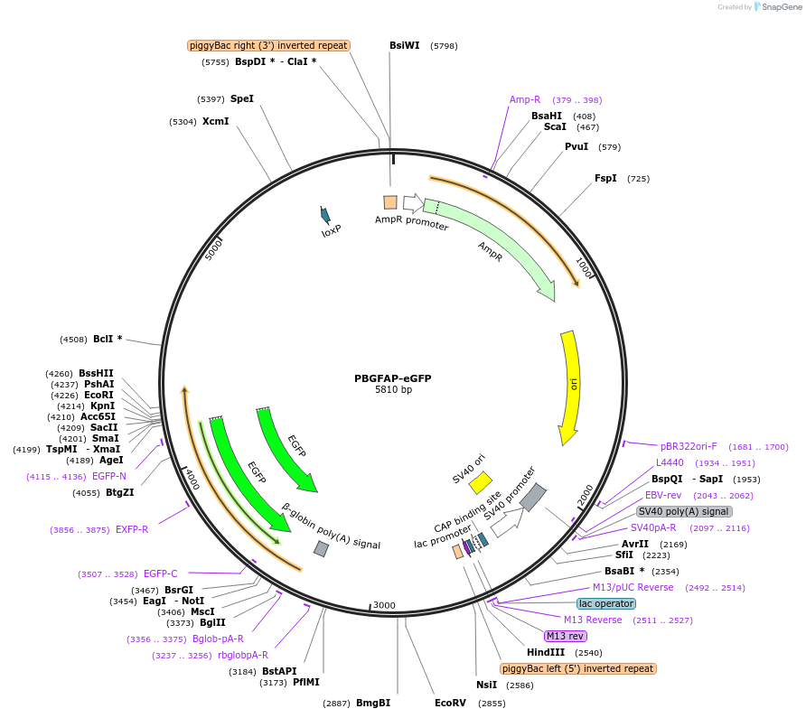 40975-plasmid-map-sequence-id-177244