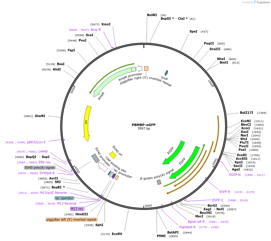 40976-plasmid-map-sequence-id-177248