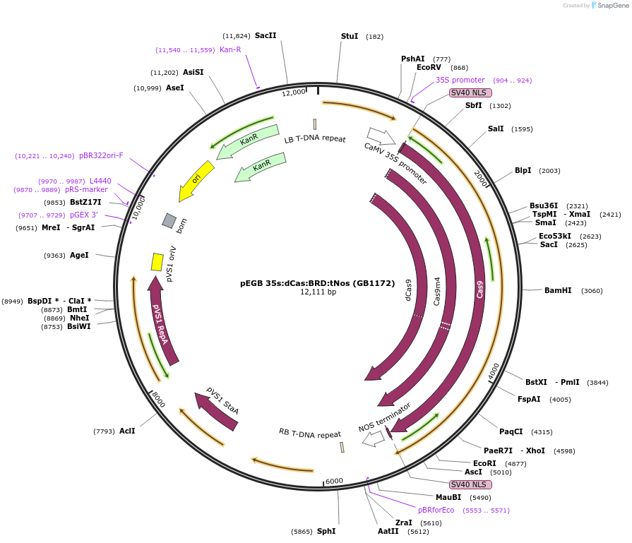 75401-plasmid-map-sequence-id-177256