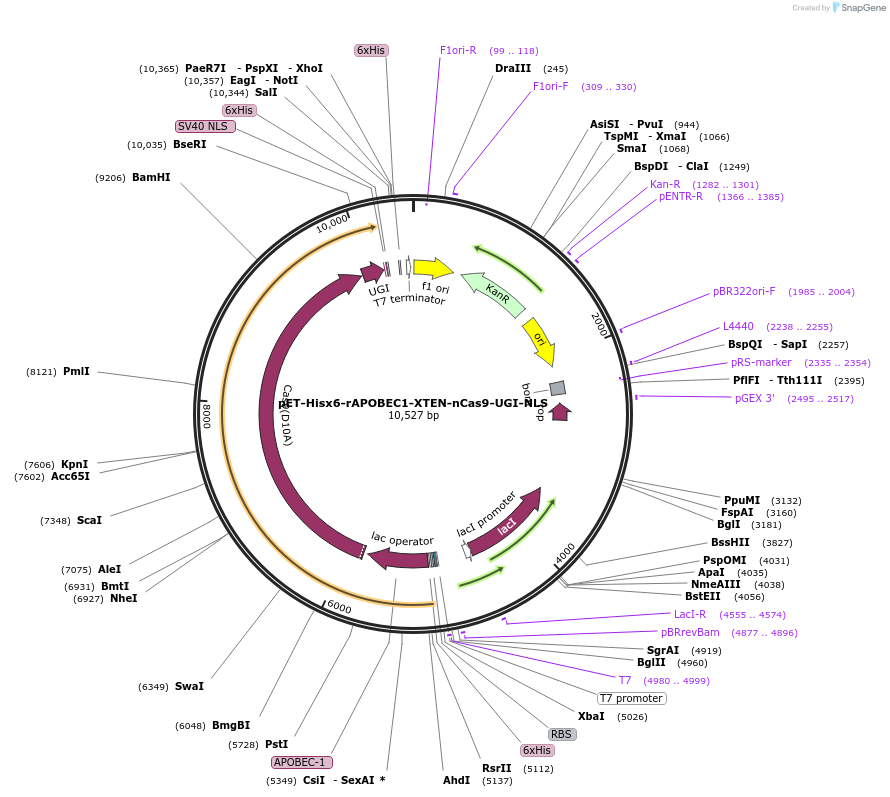 89508-plasmid-map-sequence-id-177259