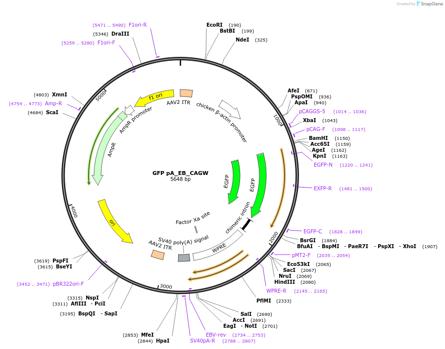 92154-plasmid-map-sequence-id-177261