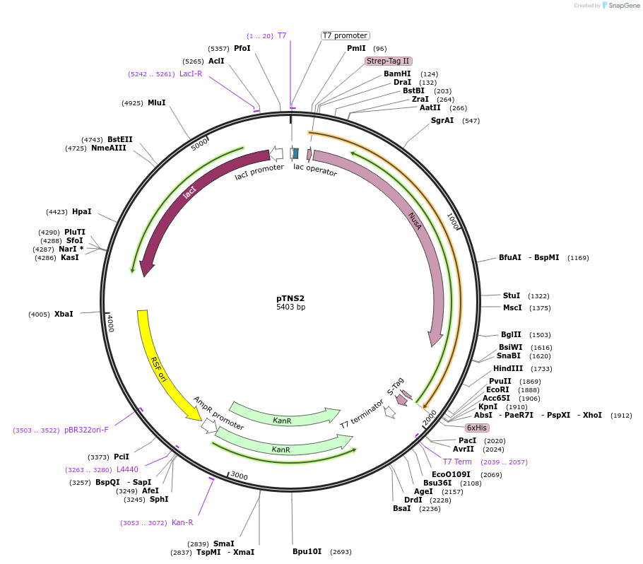 87802-plasmid-map-sequence-id-177263