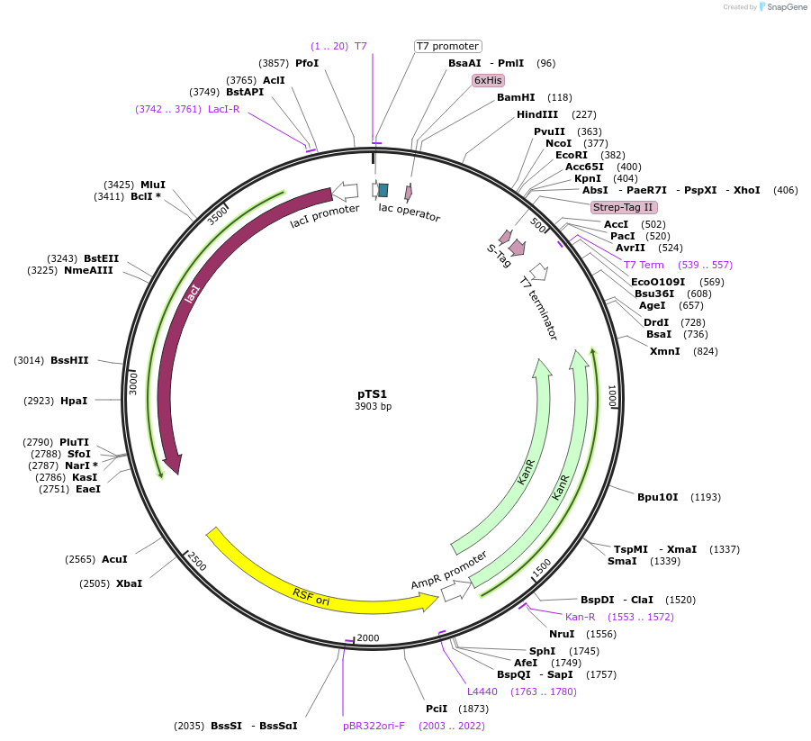 87797-plasmid-map-sequence-id-177265