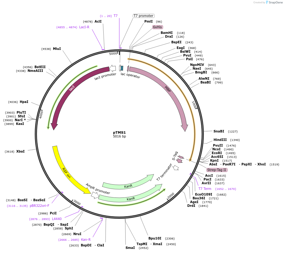 87799-plasmid-map-sequence-id-177269