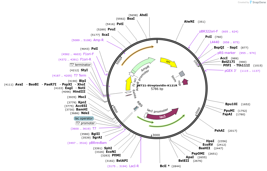 89880-plasmid-map-sequence-id-177278