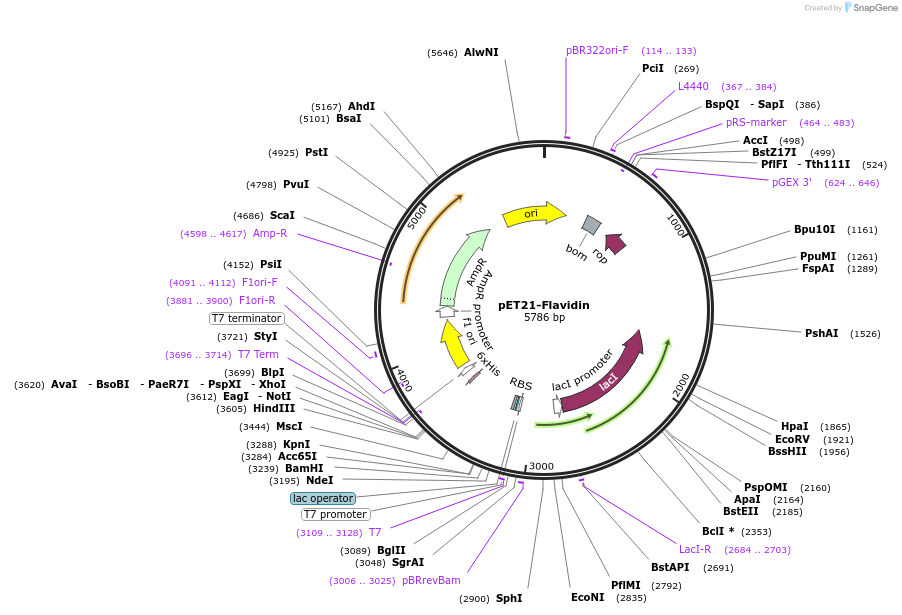 89881-plasmid-map-sequence-id-177281