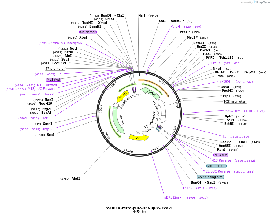 87332-plasmid-map-sequence-id-177286