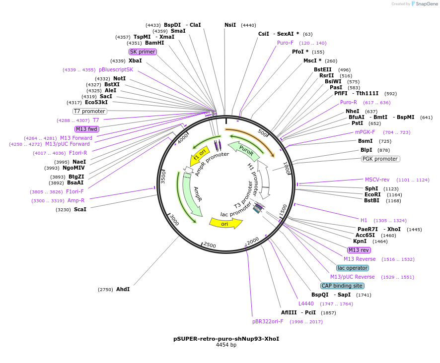 87330-plasmid-map-sequence-id-177288