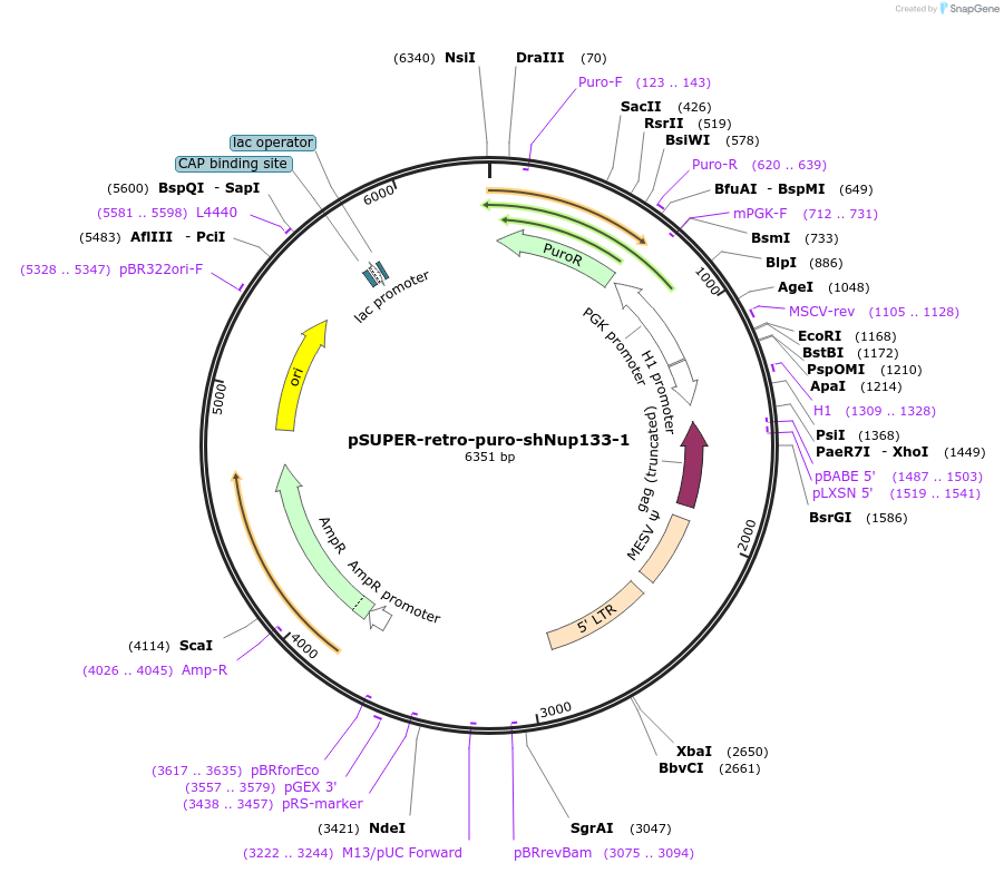 87334-plasmid-map-sequence-id-177293