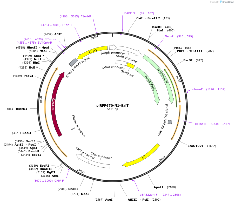 87325-plasmid-map-sequence-id-177296