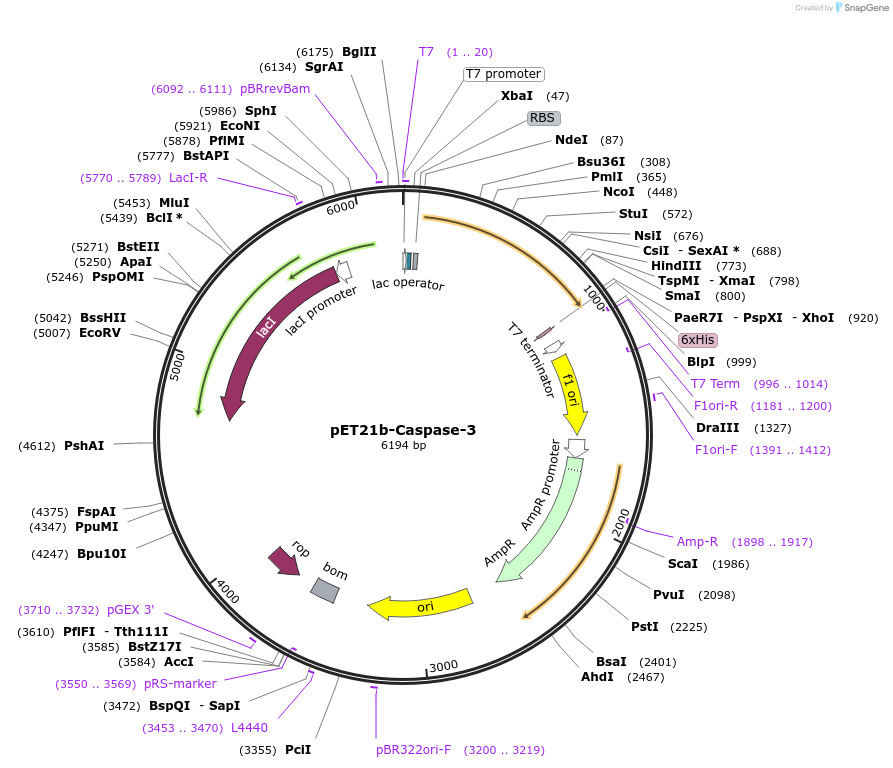 90087-plasmid-map-sequence-id-177317
