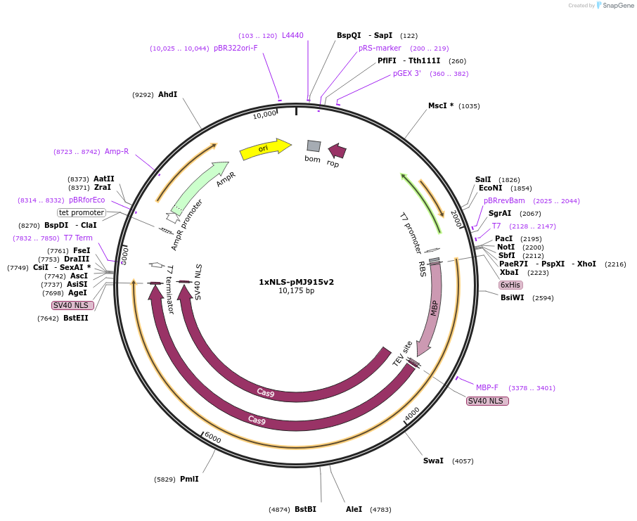 88915-plasmid-map-sequence-id-177330