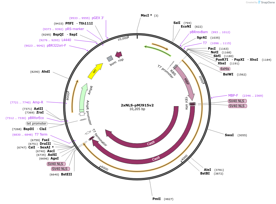 88916-plasmid-map-sequence-id-177332