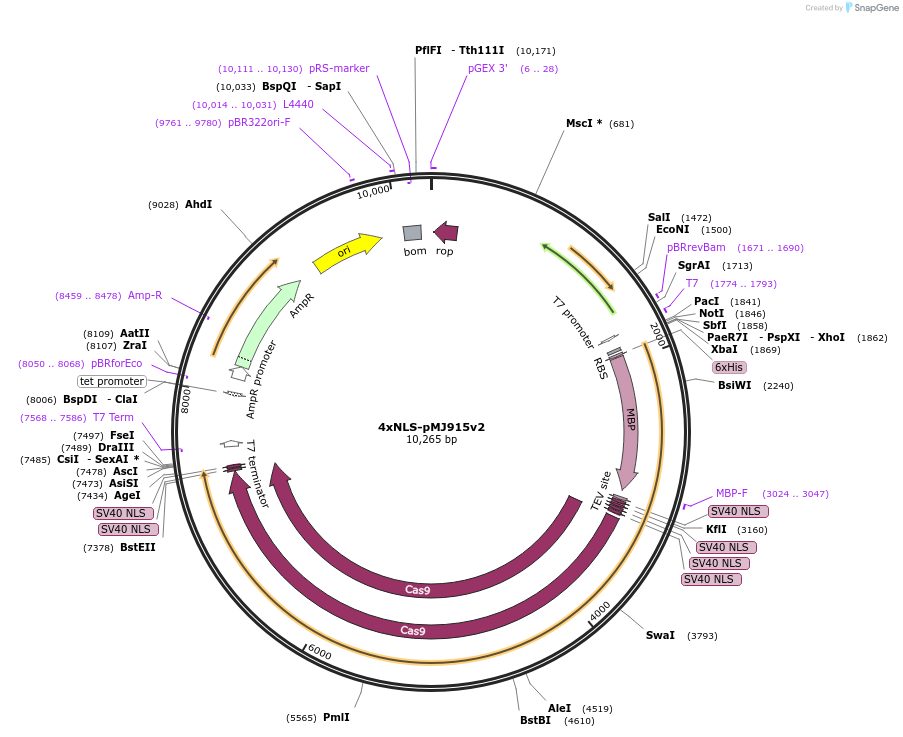 88917-plasmid-map-sequence-id-177336