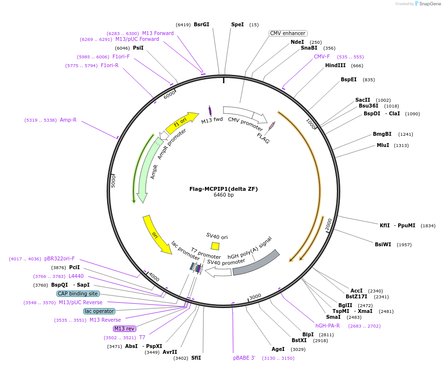 90110-plasmid-map-sequence-id-177340