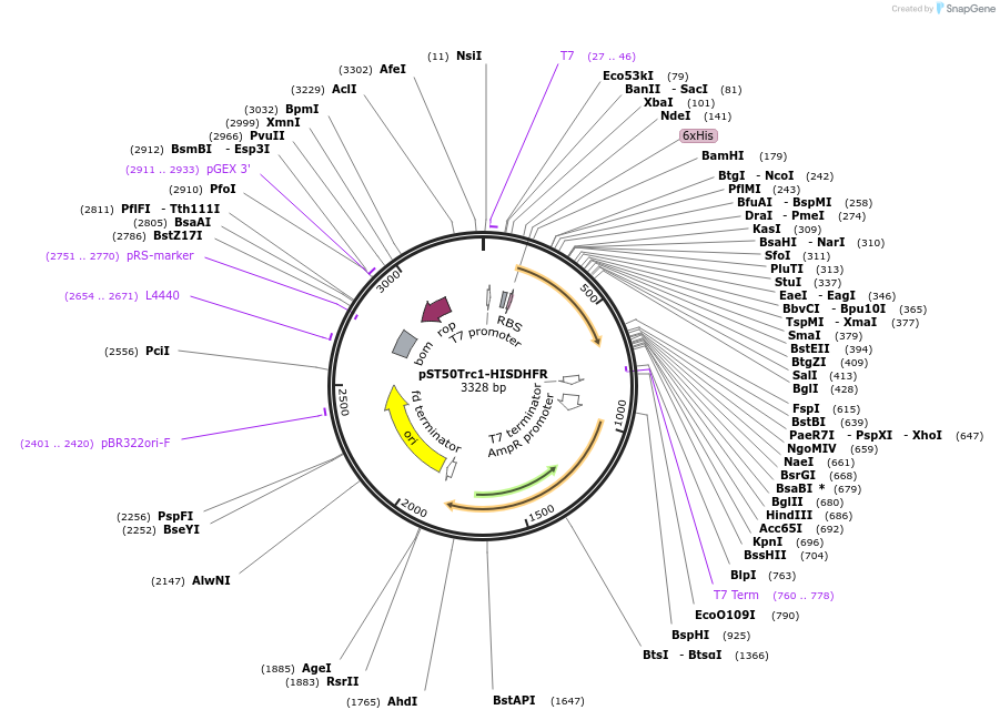 63935-plasmid-map-sequence-id-177341