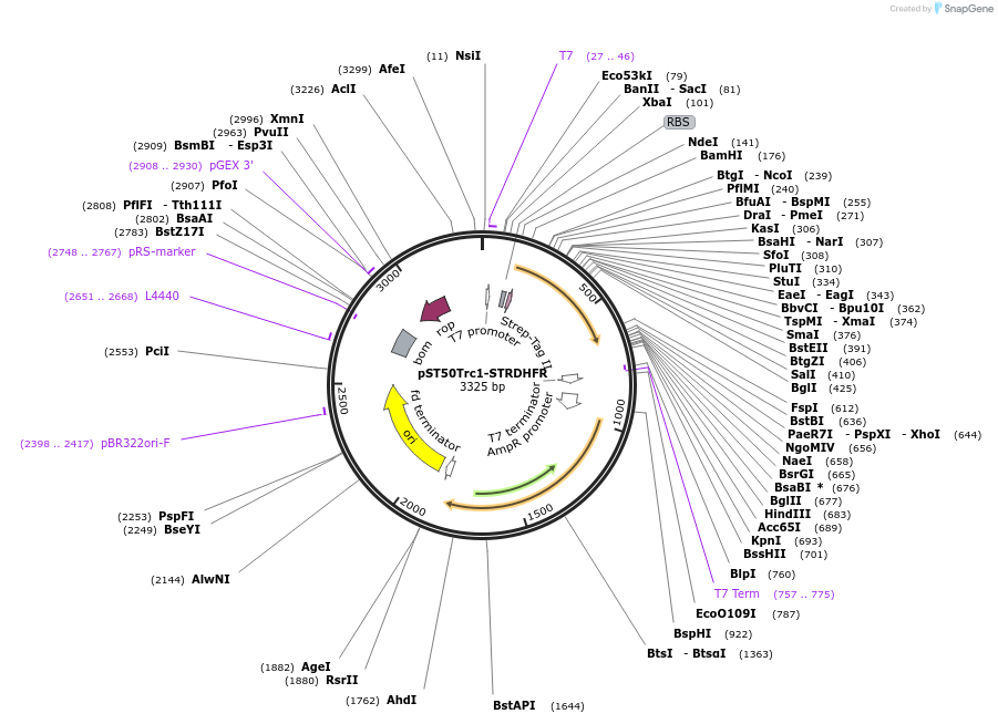 63937-plasmid-map-sequence-id-177343