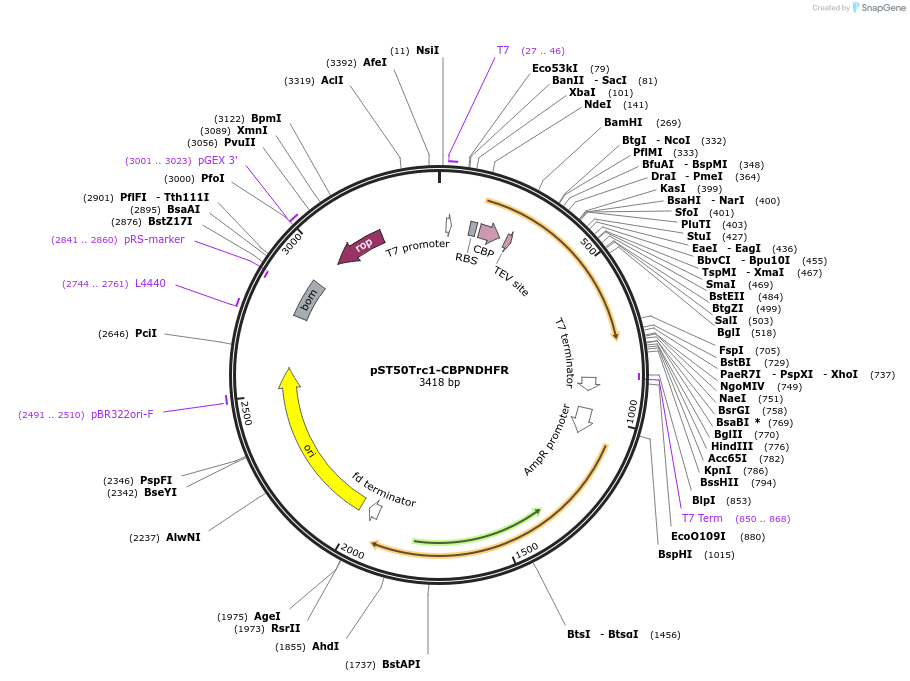 63941-plasmid-map-sequence-id-177347