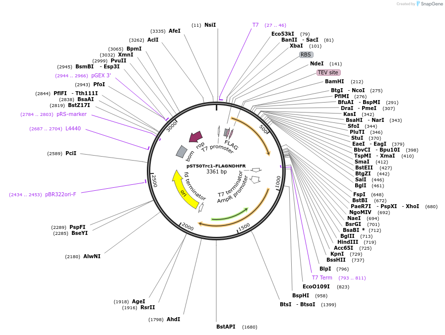 63943-plasmid-map-sequence-id-177349