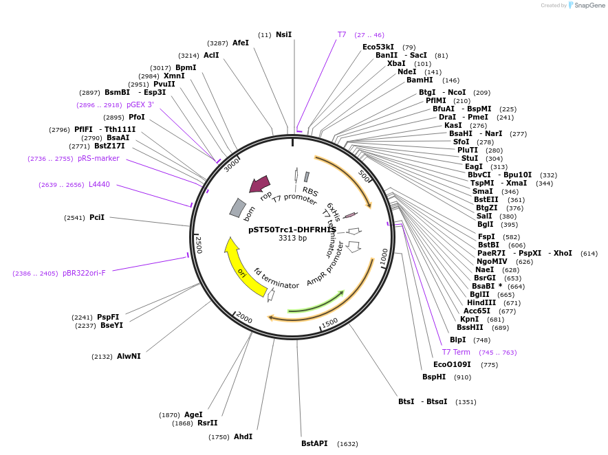 63949-plasmid-map-sequence-id-177355