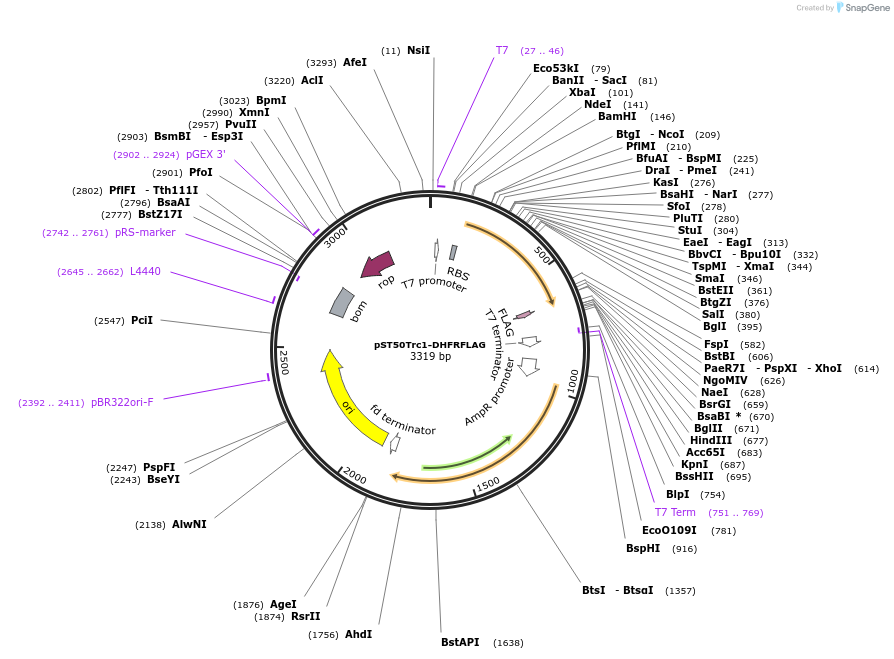 63951-plasmid-map-sequence-id-177357