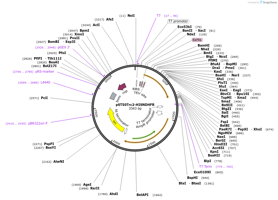 63958-plasmid-map-sequence-id-177364