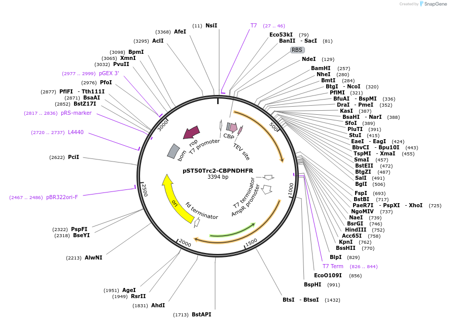 63959-plasmid-map-sequence-id-177365