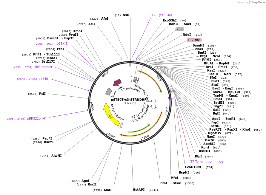 63978-plasmid-map-sequence-id-177384