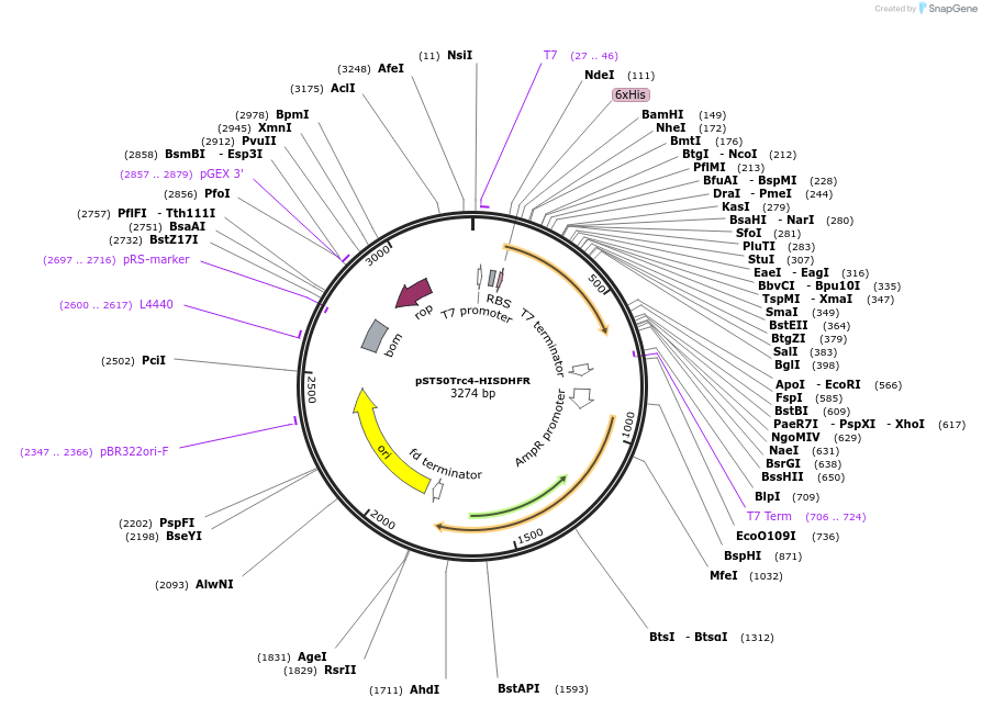 63989-plasmid-map-sequence-id-177395
