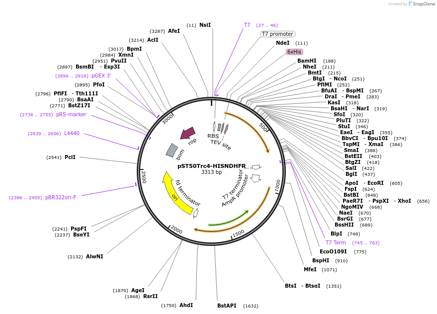 63994-plasmid-map-sequence-id-177400