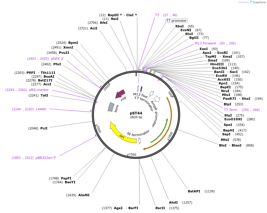 64007-plasmid-map-sequence-id-177413