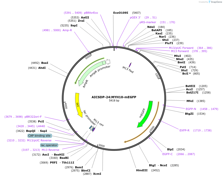 87428-plasmid-map-sequence-id-177429