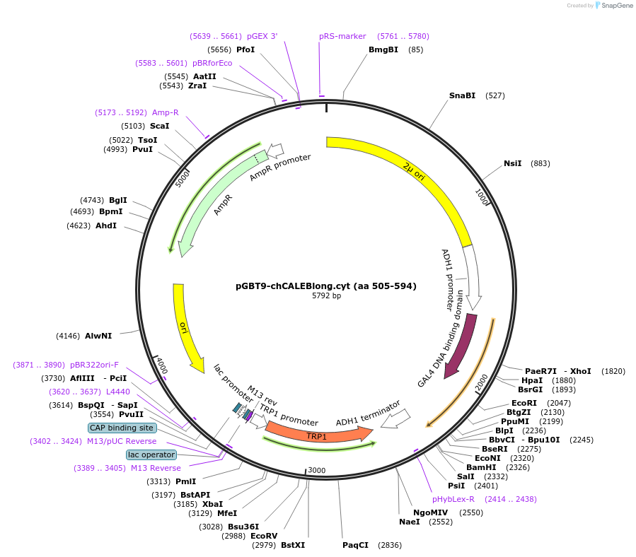 89402-plasmid-map-sequence-id-177442